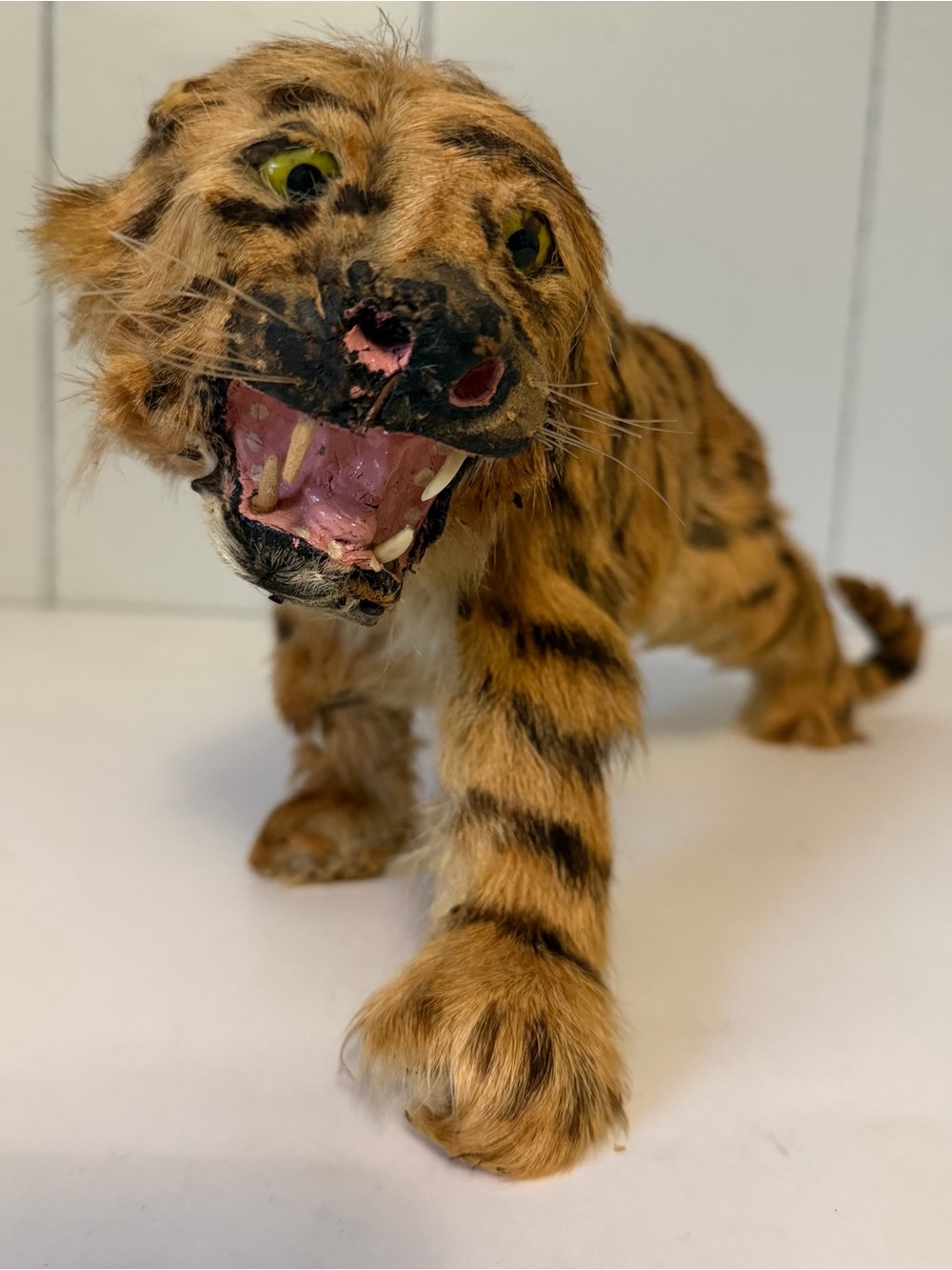 Victorian Tiger Figure Real Fur Hair Faux Taxidermy Realistic Antique Vintage